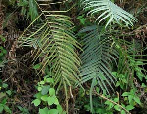 Brake Fern Thrives on Arsenic Image